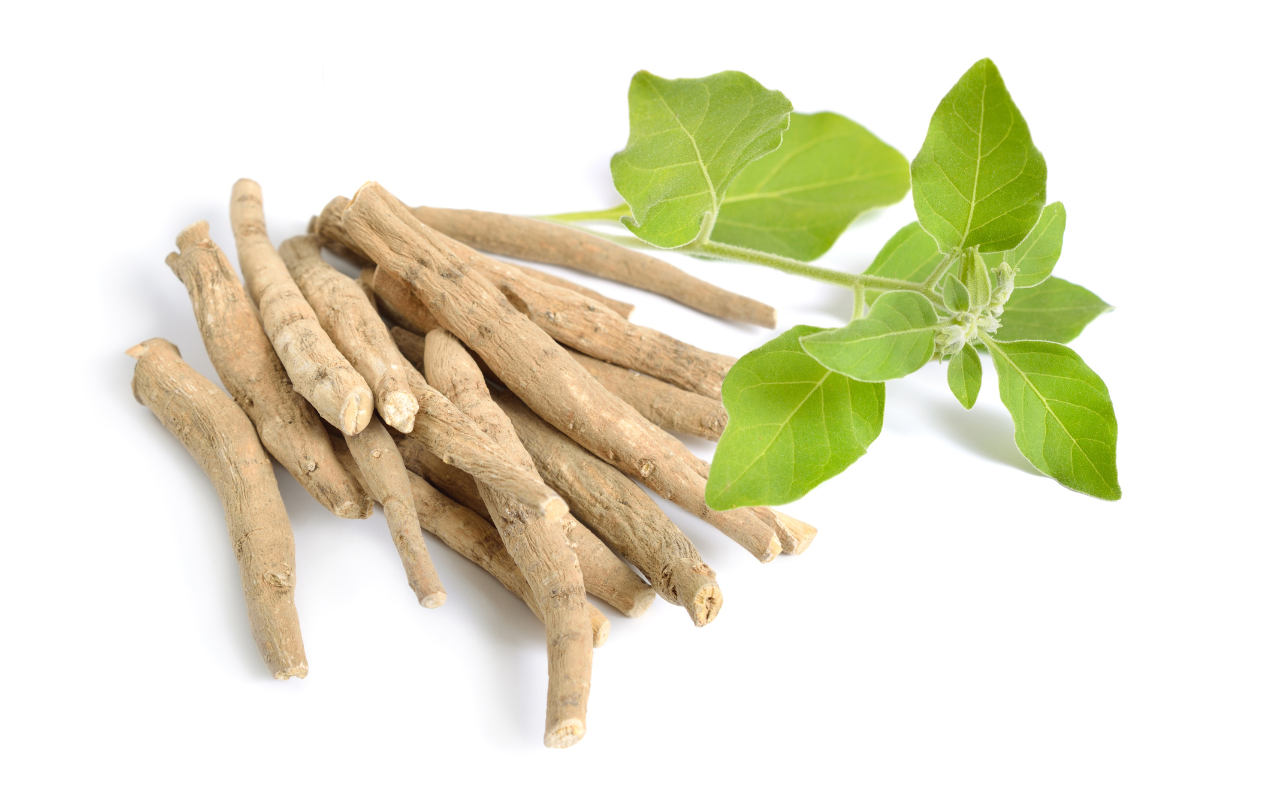 Ashwagandha – działanie, dawkowanie i przeciwwskazania